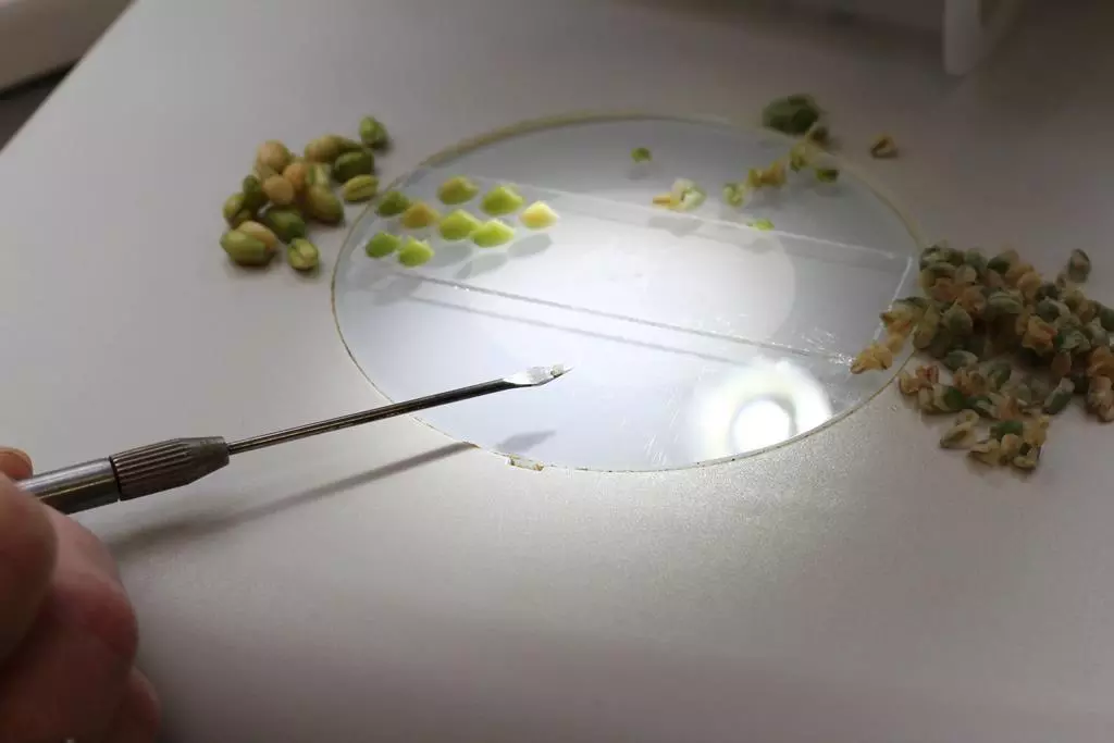 doubled haploid technology